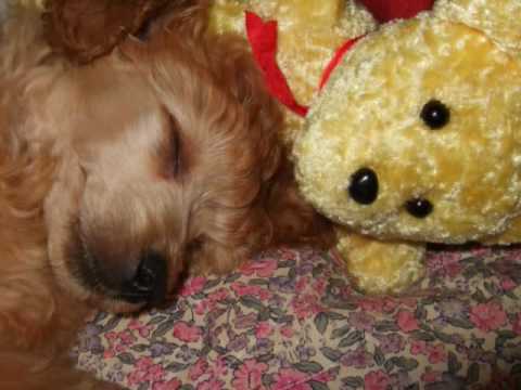 CoCo the poodle ~ 10weeks old - YouTube