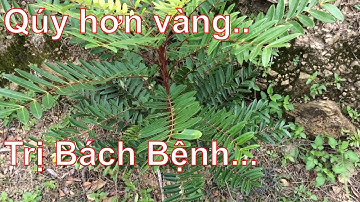 Công Dụng Chữa Bệnh Của Cây Mật Nhân