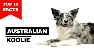 Australian Koolie  Top 10 Facts
