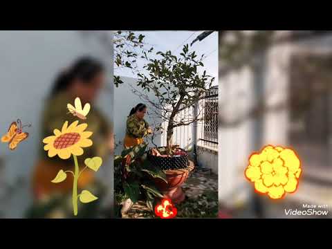 @ VỪA NGHE NHẠC VỪA HÁI LÁ MAI ĐÓN TẾT 🎵🎤🎄❤️👌