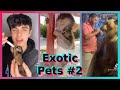 Exotic Pets | TikTok Compilation [Part 2]