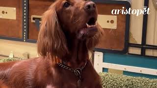 Lo más chic para tu Aristopet.