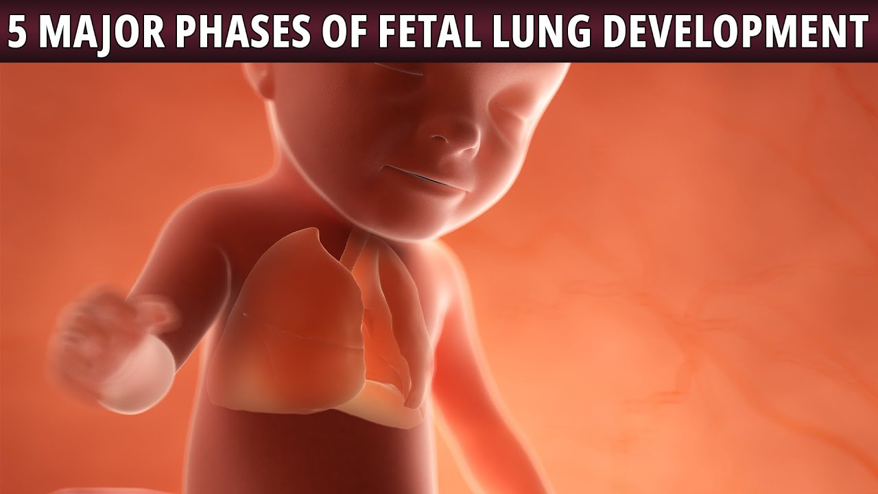 5 MAJOR PHASES OF FETAL LUNG DEVELOPMENT!!! YouTube