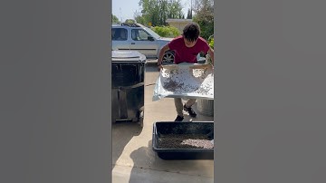 Cleaning Rabbit Manure Trays #rabbitmanure