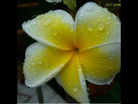 🌺LAKOSTA#ANA LATU SIMPLE