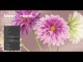 Blender Addons：Flower Growth（Dahlia）Panel Introduction