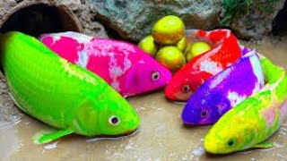 Stop Motion ASMR - Battle of fish - Catfish hunting colorful Koi Fish Eels