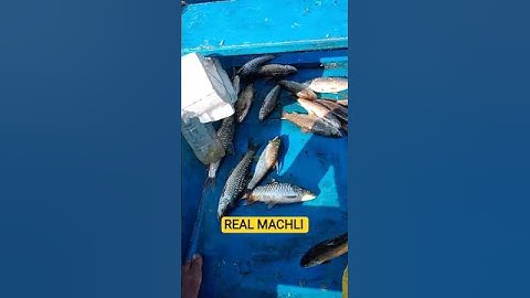 village fishing vlog 😄 #shorts #minivlog #india