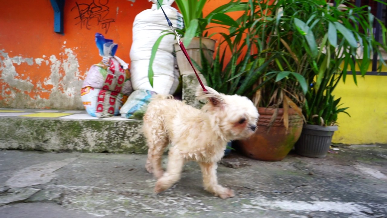Philippines, shih tzu dog walking