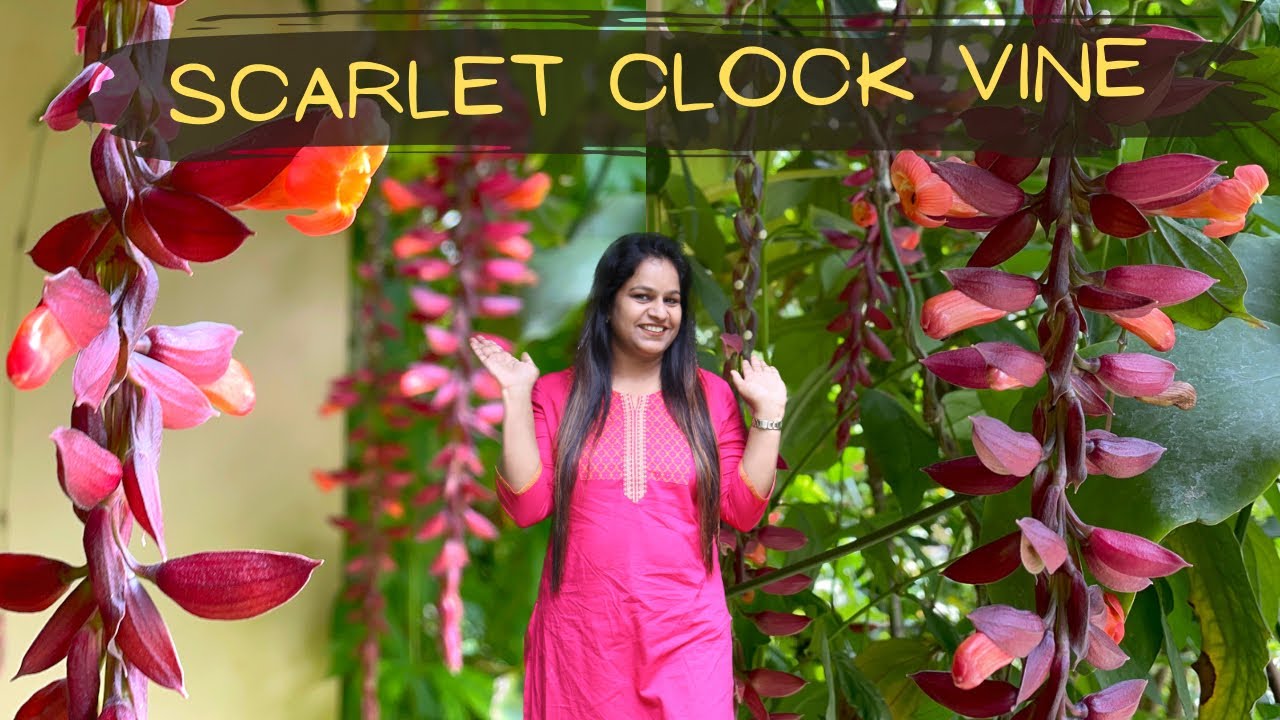 Rare flowering climber for winter and Spring Indian Clock Vine