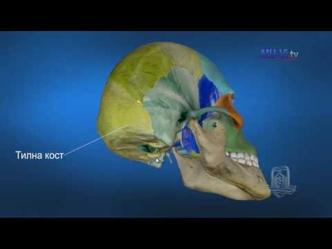 Видео: Какви характеристики на черепа на плода позволяват на костите да се огъват по време на раждането, така че главата да може да премине през родовия канал?