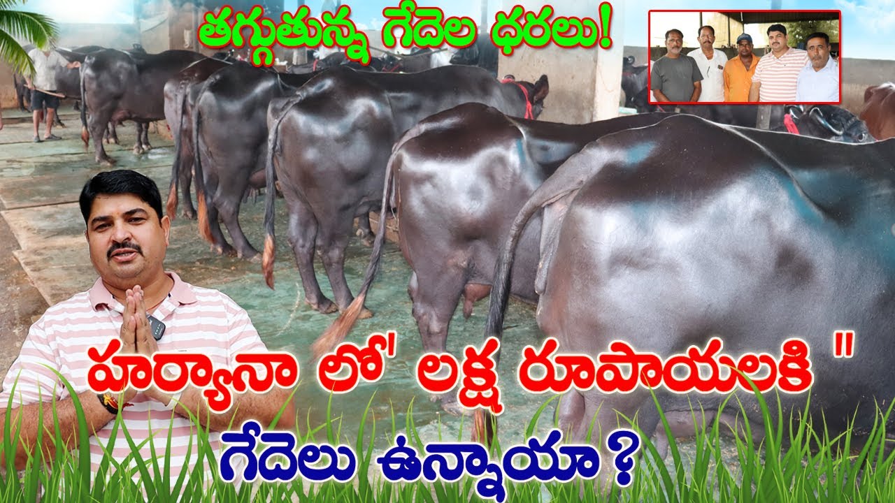 హర్యానా లో లక్ష రూపాయలకి గేదెలు ఉన్నాయా? తగ్గుతున్న గేదెల ధరలు? Murra Buffaloes for sale in Haryana|