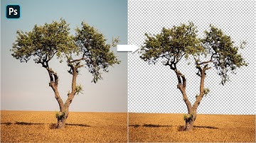 Two Powerful Techniques To CUT OUT Trees in Photoshop 2022