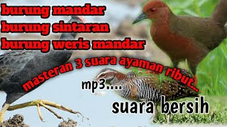 Download Lagu masteran pikat burung mandar vs sintaran vs weris 3 jenis ayaman ribut#suara masteran #mikat burung MP3