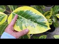 フィカス・アルテシマの育て方・日常管理