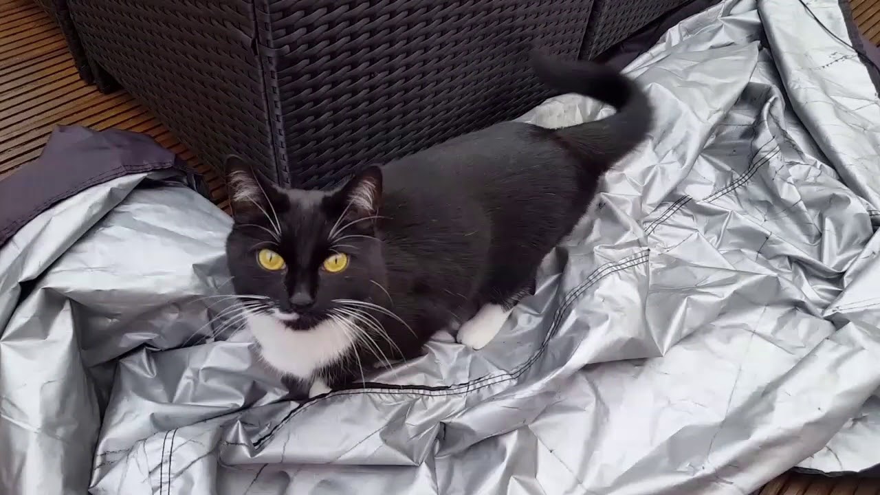 Naughty Cat Temper Tantrum YouTube