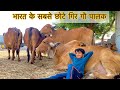 Youngest gir cow breeder of india jogesh desai por jogmaya gaushala ahmedabad gujarat