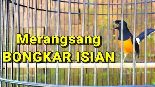 PANCINGAN MURAI MERANGSANG BURUNG YANG SUSAH BUNYI LANGSUNG IKUT BONGKAR ISIAN