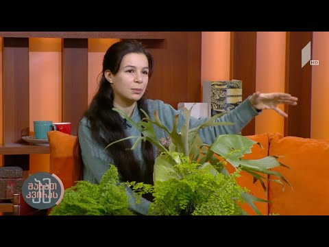 გვიმრის სახეობები და მათი მოვლის წესები