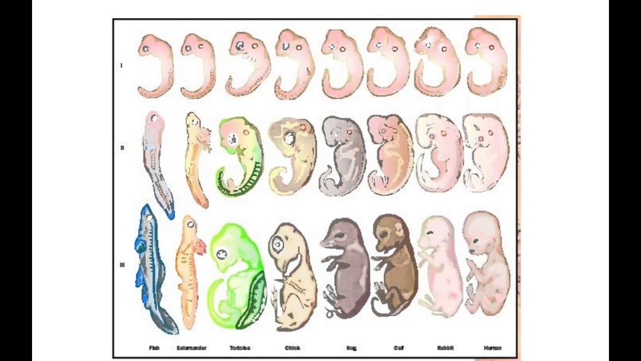 BIOLOGIA MC Fecundaci n y Embriog nesis Parte 2 