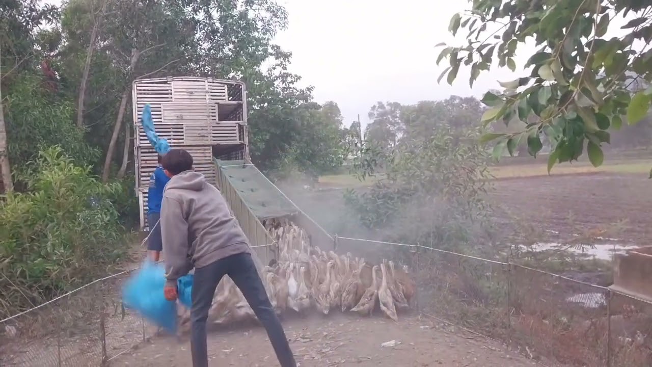 duck running up and down the truck