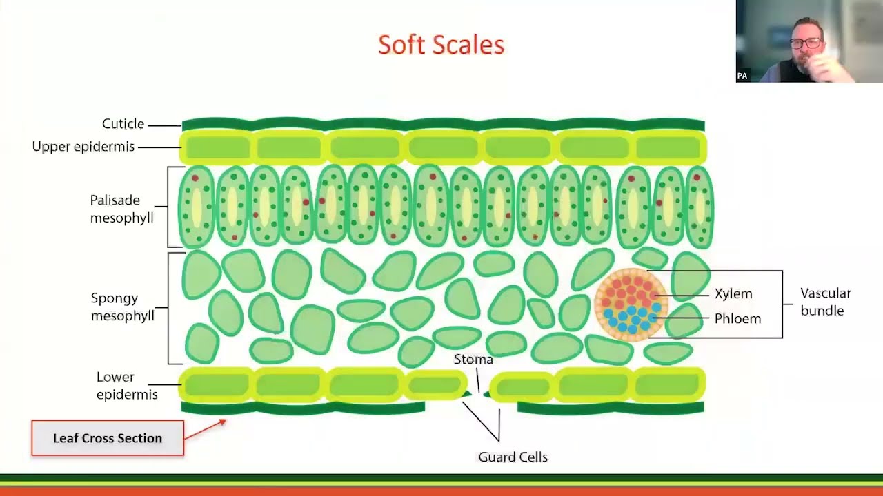 Scale Insects of Eastern US