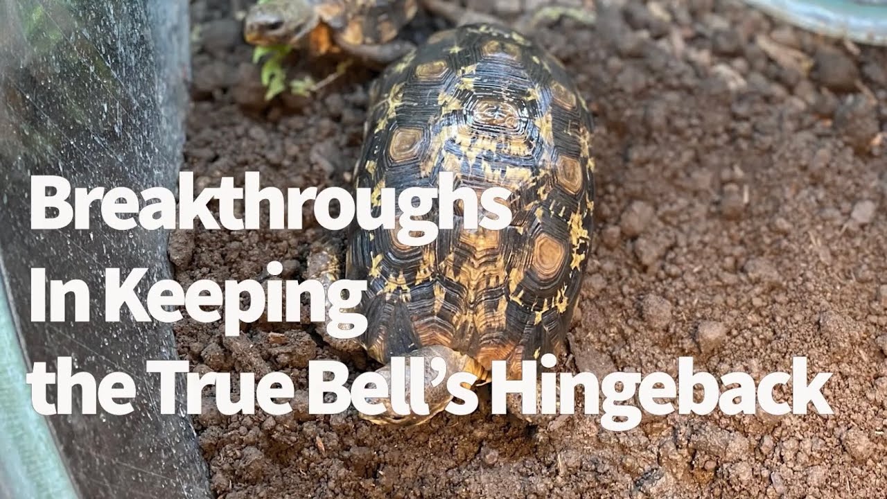 Breakthroughs in Keeping the True Bell's Hingeback: Husbandry, TINC (Intranuclear Coccidiosis), Eggs