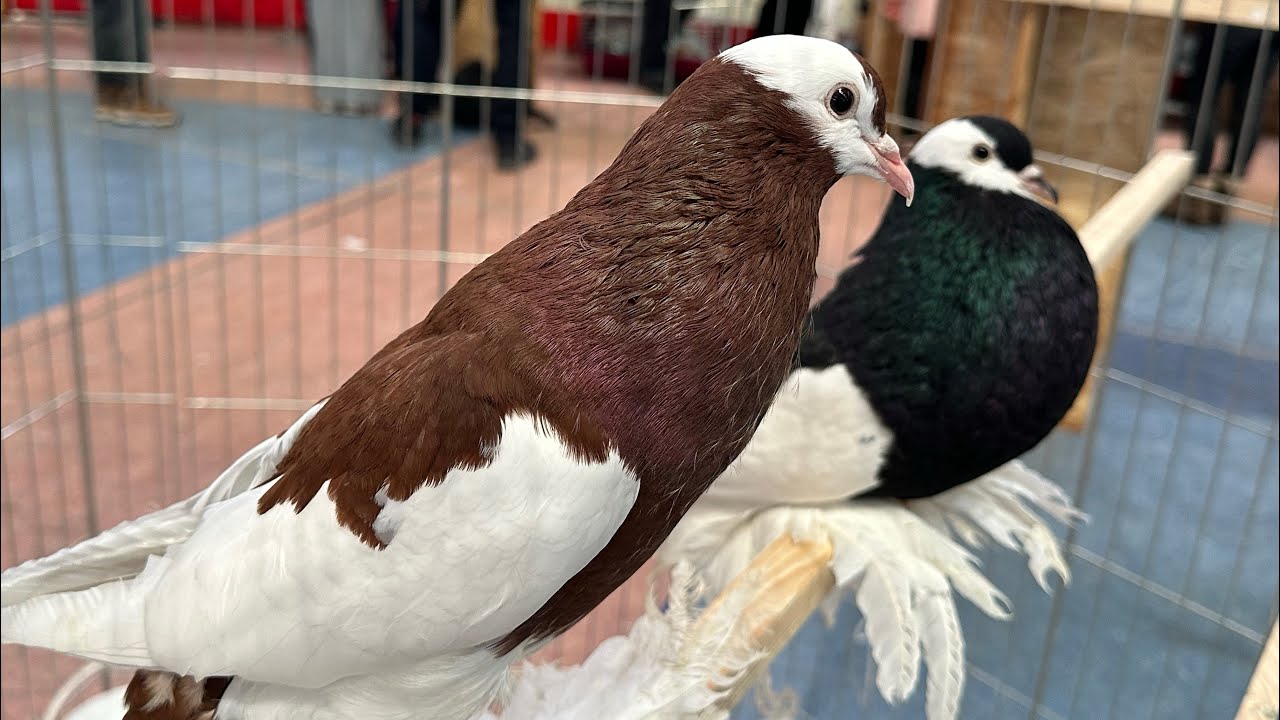 Wystawa gołębi, drobiu ozdobnego, połączona z pokazem innych zwierząt hobbystycznych 2026 