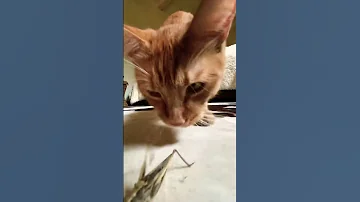 Кузнечик не пострадал🦗😸