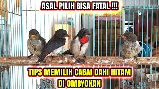 CARA MEMILIH BURUNG CABAI DAHI HITAM PROSPEK & CEPAT BUNYI DI OMBYOKAN❗ screenshot 5