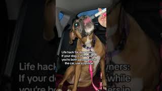 Person Feeds Water to Boxer With Syringe While on Road Trip - 1498479