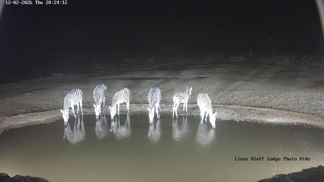Lions Bluff Lodge Photo Hide - Live Stream