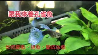跟我來養孔雀魚3戶外生態缸如何買魚挑魚放魚開缸