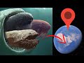 Bloop megalodon blue whale shark giant squid in real life on google earth deep sea monsters