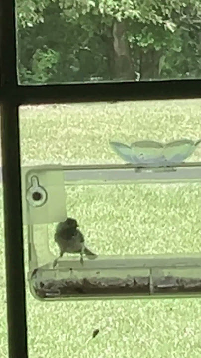 Birdie Birdie is having it’s lunch. #birdsounds #nature #free🦅🦢🐧🐦🪹