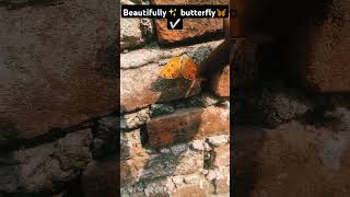 amazing👍butterfly🦋🦋.. #youtubeshorts #automobile #ameging #shortvideo #viral