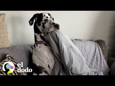 Video: La familia pierde el perro dentro de la casa y lo encuentra, bueno Verás
