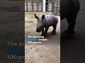 100-pound baby southern white rhinoceros born at zoo in Virginia #Shorts