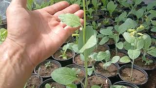 ORGANIC Tobacco Farming, 21 strains of Tobacco growing on my farm!