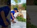 App Khilao Mam Turtle Ko #shorts #ytshorts #viral #trending #viralshorts #family #cute