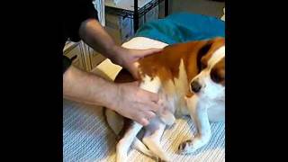 Dog Massage by Dr. Henry Roth.AVI screenshot 5