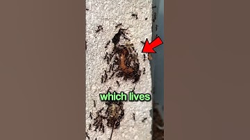 These Ants Explode Themselves! 🐜💥