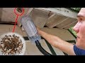 Vacuum vs Wasp Nest - Keeping Wasps as Pets