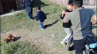 Small cute Stray pup eating chicken neck bones/chicken feet/pooping/playing with kids usa uk anime