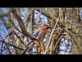 забавное пение сойки, как смех ребёнка, funny singing of a jay, like a child's laugh