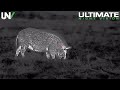 Hunter Sneaks within Feet of Wild Boar