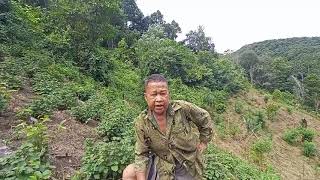 Cara Menanam Nilam Yg Benar