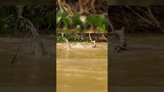 O Crocodilo Achou que Tinha Vencido…