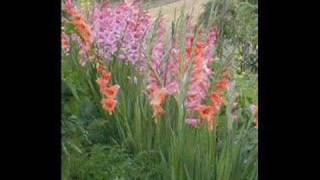 FLOWERS!! (wonders of nature) screenshot 5