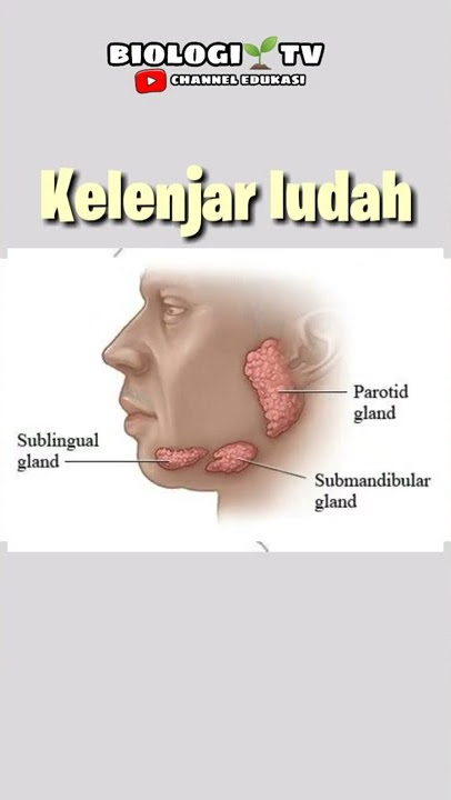 salivary glands #biology #utbk #ipa